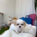 아름다운애견세상 이미지