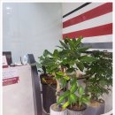 내포외대어학원 이미지