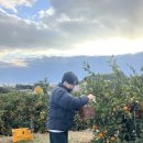 이가네농장 | 제주도 서귀포 귤체험 올레시장근처 귤따기 내돈내산 이가네 제주감귤 체험농장