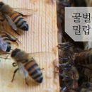 허니랩