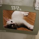 아가마미 고양이카페 이미지