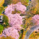 국내 여행 추천 평생 한 번은 가야 하는 벚꽃 명소 BEST 이미지