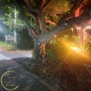 벨라유나 이미지