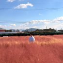 토성 | 청주 소금빵 맛집 토성마을 카페 핑크뮬리 근황 후기