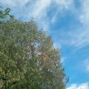 꿀벌랜드 이미지