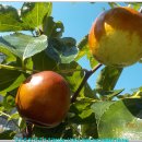 다섯번째 쭈꾸미 피싱 이미지