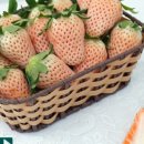 세라농장(1농장) 이미지