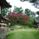 등곡 | 안동시 풍산읍 소산리 신안동김씨종택 양소당養素堂(장령공 김영수선조 생가 고택)