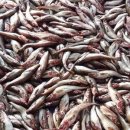 우리바다생태찌개 이미지