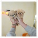 케이지모빌리티구미서비스센터(주) | 구미강아지분양 솔직한 분양 후기