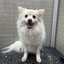 빠찌애견 이미지