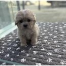 도그마루 이미지