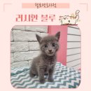 헬로펫 효자점 이미지