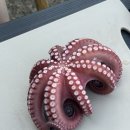 장호비치캠핑장 이미지