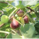 우리손 영암농장 이미지