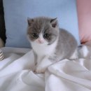 애니멀즈 강아지분양 고양이분양 대전점 이미지