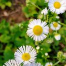 새하양세탁소 이미지