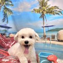 견생폼나개 이미지