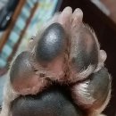 아지발바닥 이미지