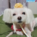 인동지하차도 | 구미인동 수제간식 구매 및 펫미용이 가능한 왕짱펫샵에서 곡찌 미용 하구 왔어요!
