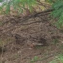 까미랑 몽이 이미지