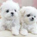 미스터브리더 이미지