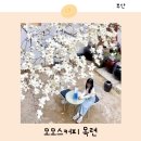 백곰사 | 부산 꽃구경 목련 명소 모모스커피 본점 개화시기 주차 드립백