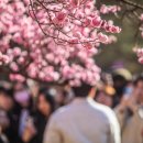 창덕궁&창경궁에 🌸봄꽃들 화사하게 만개 이미지