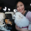 중마애견 이미지