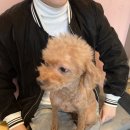 봉선아이동물메디컬센터 | 차차의 유선종양 수술(feat.봉선아이동물메디컬센터)