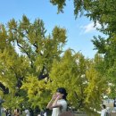 도동서원 | [대구 단풍놀이 명소 추천] 🍁✨ 대구 도동서원 은행나무 단풍놀이 솔직 후기