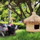 맑은축산 이미지