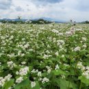 메밀꽃마을 이미지