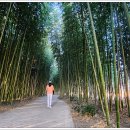 섬진강대나무숲길 이미지