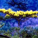 황금 소나무 이미지