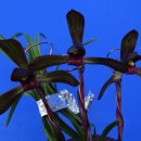 자주고름 이미지