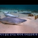 바다자원 이미지