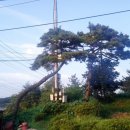 소나무집 이미지