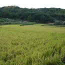 청운정공 Daum카페