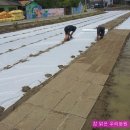 2015년산 황토 밭 단감, 대봉시, 햅쌀, 찹쌀 판매합니다.(대폭인하10kg 한포 23,000원 택비포함) 이미지