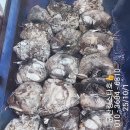 킹스타 Daum카페