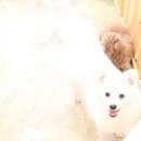 예현홍삼