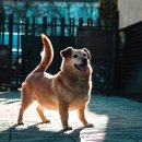 이 가축병원 이미지