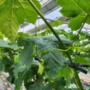 화수농장 이미지