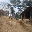 안심사슴농장 이미지