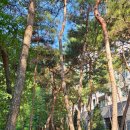 파인힐링 | 서울 힐링 호캉스...안토 리조트 파인 패밀리 스위트 숙박 후기