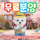 대실역남로4길 | 경산애견분양 비숑 입양한 후기