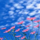 코스모스 이미지