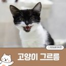 고양이 이미지