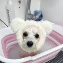 허그몽몽 이미지